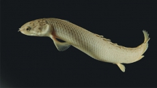 Canadian study on walking fish sheds light on evolution of limbs