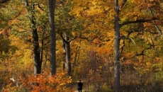 Weather Network forecasts 'fickle fall' in Canada with season to start cold, end mild