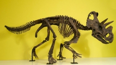 'Wendiceratops:' Bizarre Three-horned Dinosaur Found In Southern Alberta