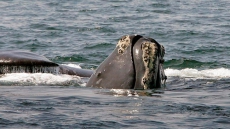 New model confirms endangered right whales are declining