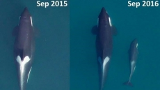 Researchers Worried Killer Whale Population Will Flatline With Female Deaths