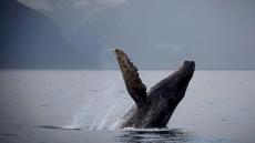 Whales grace B.C.'s marine mammal riches