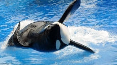 Lost Killer Whale, Sam, Found Back With Its B.C. Family; Researchers Laud Reunion