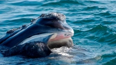 Technology Used In Hunt Of A Different Kind For North Atlantic Right Whales