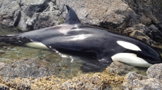 Fisheries Investigation After Second Deadly Whale Entanglement In B.C. Waters