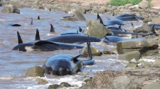Second Mass Stranding In 2 Days Sees All 14 Whales Helped Back To Sea