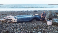Whale Washes Up On N.S. Beach Near Area Where Other Species Found Dead