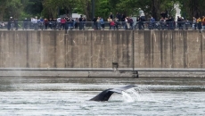 Humpback whale that thrilled crowds in Montreal reported dead in St. Lawrence