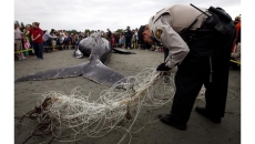 Rescue groups race to save entangled whales