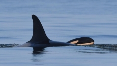 Researchers determine sex of new orca calf