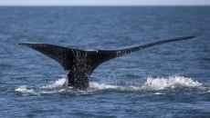 Ships not complying with whale rules: study