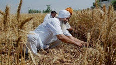 Punjab Bans Wheat Harvesting At Night, Morning
