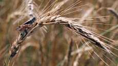 Alberta Declares That Agricultural Losses From Extreme Weather Is A 'Disaster'