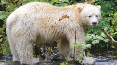 Rare White Kermode Bear Will Get New Kamloops, B.C., Home This Spring
