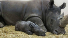 First White Rhinoceros Born At Toronto Zoo In 27 Years Has 'Very Hairy Ears'