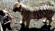 White tiger no maneater: Delhi Zoo