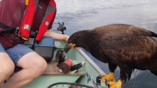Wild Eagle Strikes A Pose After Landing On Amateur Kelowna Fishermen's Boat