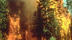 Help prevent brush fires: City of Surrey