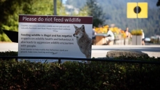 Feeding wildlife to be banned in Vancouver parks