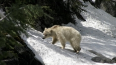Concerns raised as people crowd rare white grizzly in Banff and Yoho parks