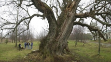 All trees 'potentially harmful,' court rules in nixing paraplegic's lawsuit