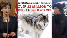 B.C. To Increase Wolf Cull, Says It's The Best Plan To Save Endangered Caribou