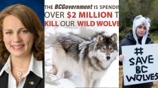 New Democrat Invites Miley Cyrus To B.C. To Jump Into Wolf-Caribou Debate