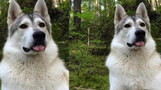 Therapy Dog Mistaken For Wolf, Shot And Killed Near Whistler, B.C.