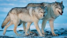 Vancouver zoo's missing wolf Tempest found safe