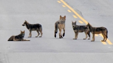 Hungry Wolves May Get New Home At Isle Royale National Park