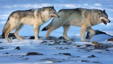Wolf culls do not help caribou recovery: study