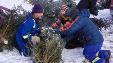 Free Christmas Trees Offered To Get Rid Of Invasive Spruce Trees In 2 Provinces