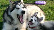 Yawning contagious in wolves too