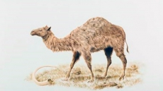 Scientists Make No Bones About Yukon Fossil Find, Redraw Camel's Family Tree