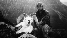 Lawyer Says Authorities Trying To Embarrass Hunter Accused Of Killing Sheep In Yukon