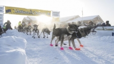 COVID forces Yukon Quest dog-sled race to cancel
