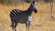 Zebra's stripes function like air coolers