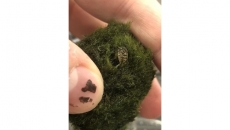 Zebra mussels found in B.C. aquariums