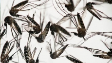 UN Health Chief: Zika Virus Is 'Spreading Explosively'
