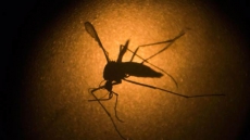 Seed Funds For B.C. Chemist Aimed At Making Advances Against Zika Virus