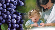 Stay Healthy With Fresh BC Blueberries
