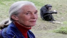 Renowned conservationist Jane Goodall wins Templeton Prize