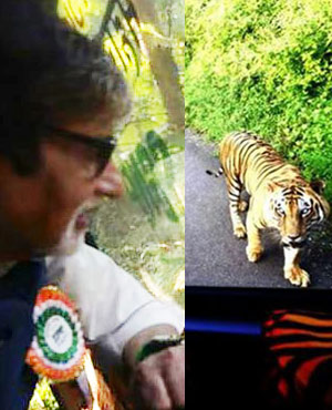Amitabh Bachchan Takes A Jungle Safari