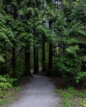 Lush green trees in Surrey 