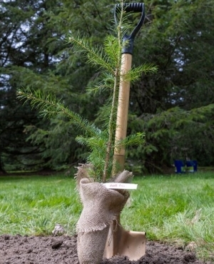 Tree from seedling 