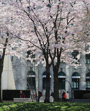 Vancouver's Cherry Blossom Festival