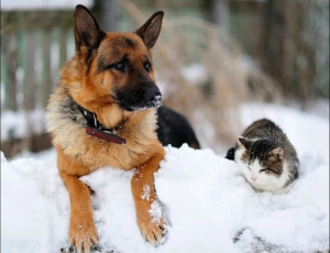 Keep your Pets Safe this Winter