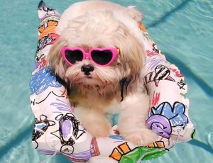 Summer Tips To Keep Your Pets Cool